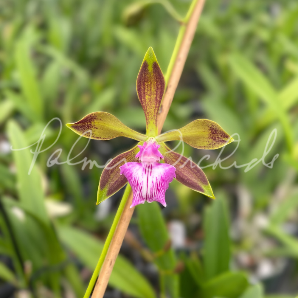 G1 ORCHARD size44 ビンテージ s-l400.jpg